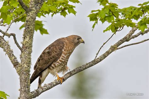 Broad Winged Hawk Vs Red Tailed Hawk