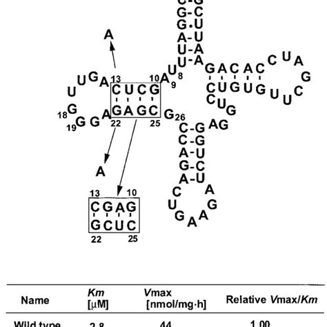 Mutations Introduced Into Yeast Trna Phe Gaa To Change Bp In The