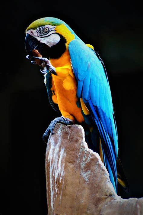 Blue, yellow, and green parrot perching on rock photo – Free Henry ...