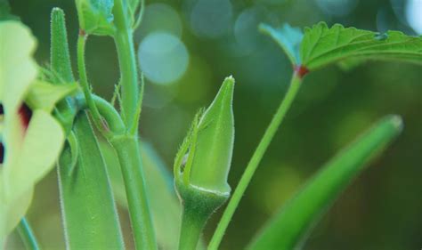 Organic Okra Farming Bhindi Lady Finger Cultivation