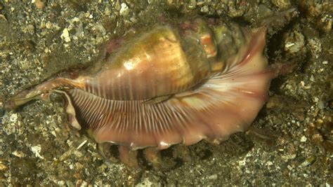 Millipede Spider Conch From Lembeh Strait Indonesia On September