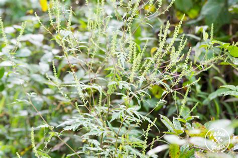 In Defense of Goldenrod