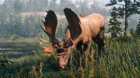 Where To Find And Hunt Moose In Red Dead Redemption 2 Allgamers