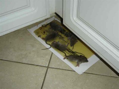 Rat Removal near me - Wildlife Removal Services of Florida