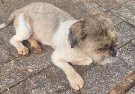 Ong Realiza Feira De Ado O De Animais Neste S Bado Em Jo O Pessoa