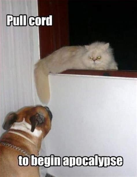 Cat dog Memes