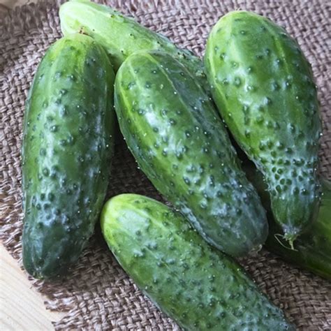 6 Popular Cucumber Varieties and How to Use Them