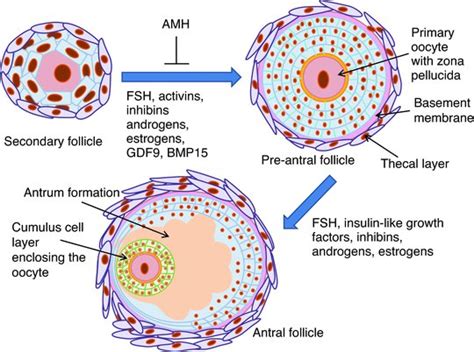 Primordial Follicle Model