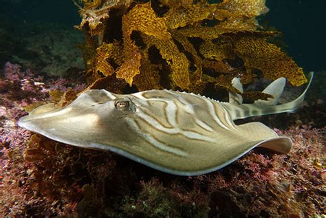 January Elasmobranch Of The Month Eastern Fiddler Ray