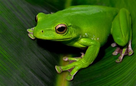 "Polypedates dennysi (gliding chinese tree frog)" by oskanoears | Redbubble