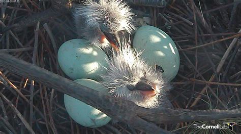 Great Blue Heron Nest Eggs