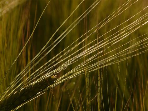 Fotos gratis naturaleza césped rama ligero campo trigo grano