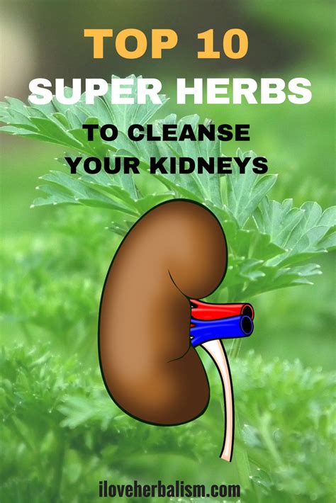 10 Best Herbs To Cleanse Your Kidney Tıbbi Bitkiler Sağlık Tıbbi