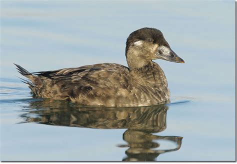 Surf Scoter Melanitta Perspicillata Bird Facts Identification