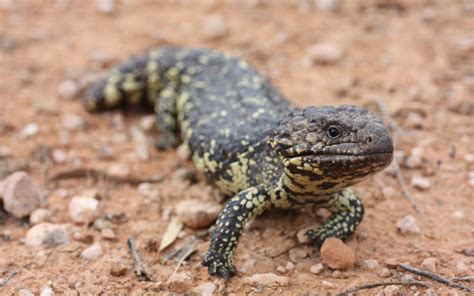 Lizard evolution highlights power of climate change – News