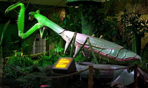 The World of Giant Insects - The North Carolina Arboretum