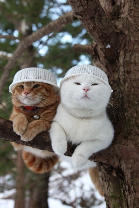 Two funny cats sitting on the tree wearing plastic caps | Express Photos