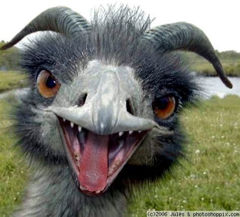 Scary Emu For Cindy They Dont Really Have Teeth And Horns But She