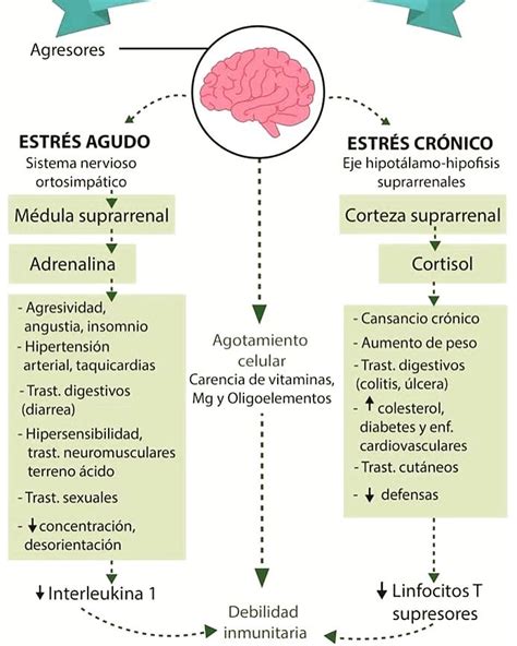 Biología Del Estrés Estres Estrés Agudo Sintomas Del Estres