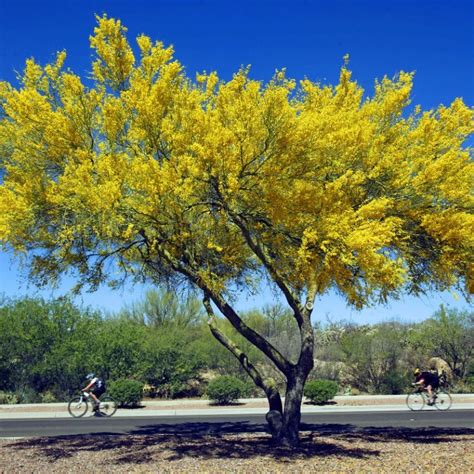 Phoenix Arizona Flowering Trees | Best Flower Site