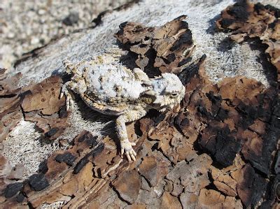 Cannundrums: Southern Desert Horned Lizard