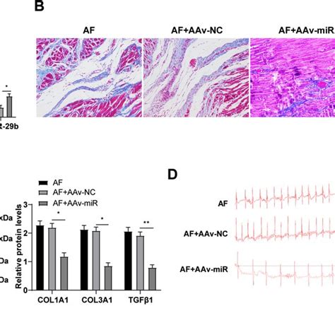 Mir B Overexpression Attenuated Atrial Fibrosis And Af In Rats Rats