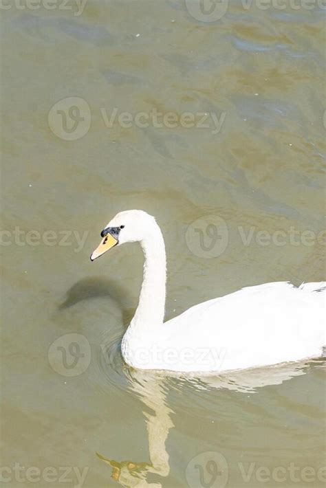 Tranquil White Swan Lake Scene 47654516 Stock Photo at Vecteezy