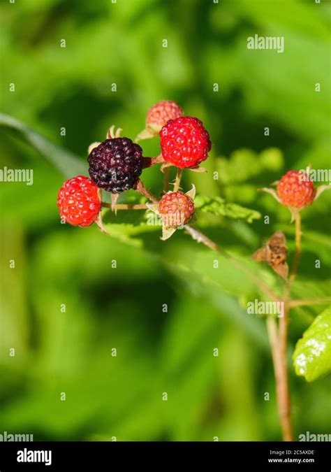 Frambuesa Negra En Varias Etapas De Maduraci N Rubus Occidentalis