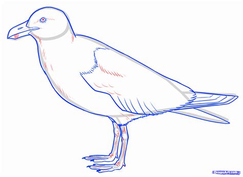 How To Draw Seagulls Step By Step Drawing Guide By Makangeni Artofit