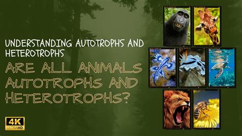 Understanding Autotrophs And Heterotrophs Are All Animals The Same