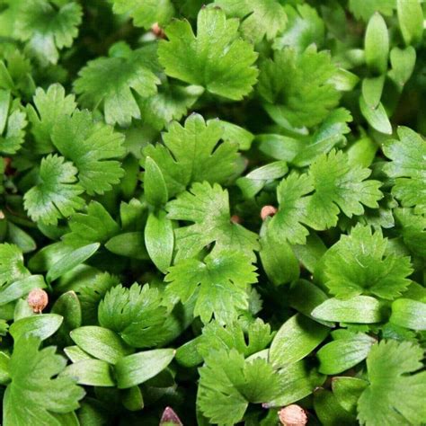 Microgreen Cilantro Coriandrum Sativum 10 Grams Southern Seed