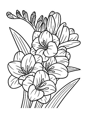 ilustracion de dibujo  colorear de freesia flower  adultos