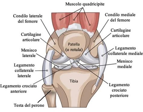 Legamenti Del Ginocchio