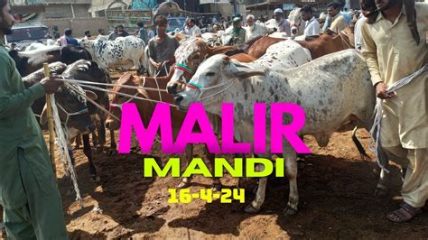 Malir Mandi Main 70k Sa 10 Lakh Tak Ka Janwar Bakra Eid 2024 Malir