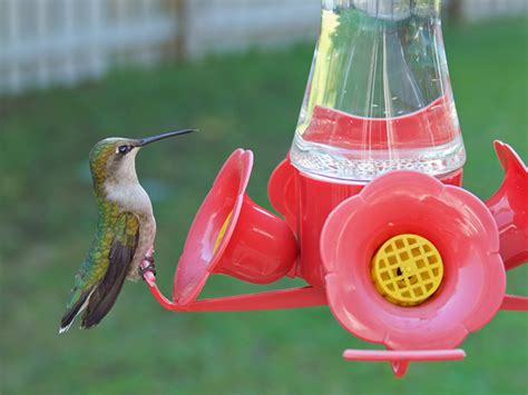 Hummingbird Feeder With Bee Guard