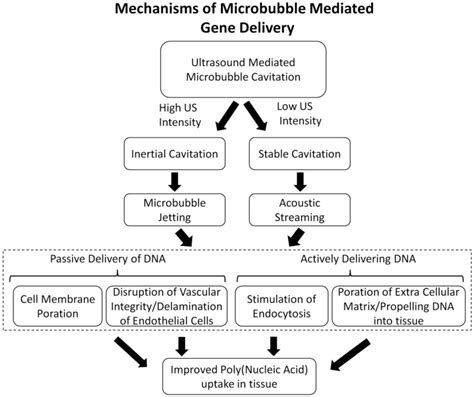flow chart outlining  potential mechanisms  improved dna delivery