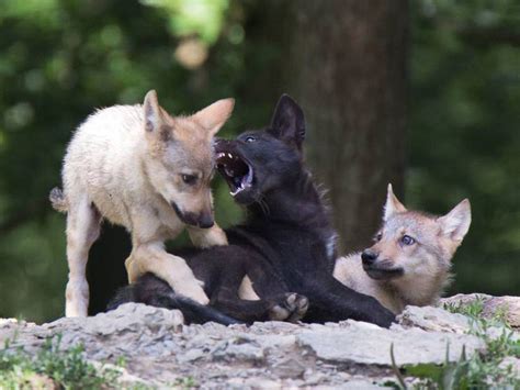 Los Perros Realmente Vienen De Los Lobos