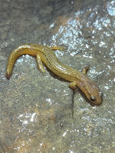 Brook Salamanders In March By Max Ramey Possibly E Cirrigera C F