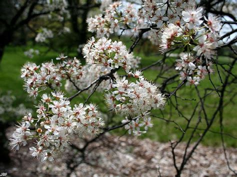 Wild Plum The Morton Arboretum