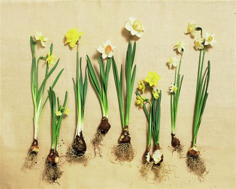 Narcissus Bulbs