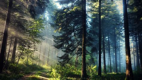 Forêt Fond d écran HD Arrière Plan 1920x1080 ID 393383