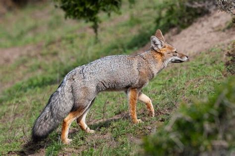 Zorro Gris Pampeano En Entorno De Hierba Pampeana Provincia De La Pampa