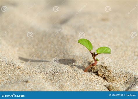 La Planta Crece En La Arena Foto De Archivo Imagen De Arena Suelo