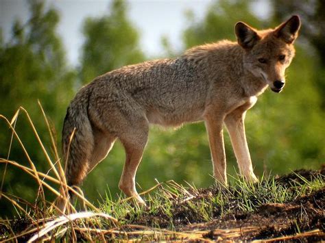 Is that a coyote or dog in your yard? Here’s how to know & tips to stay