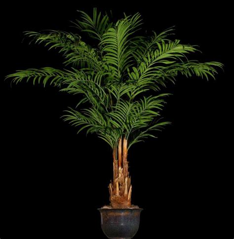 Artificial Kentia Palm Tree Treescapes And Plantworks