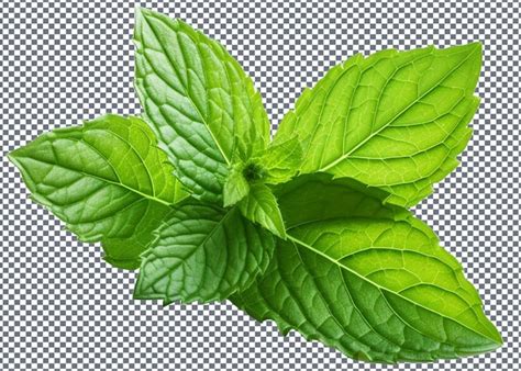 Premium PSD Fresh Mint Leaves Isolated On Transparent Background