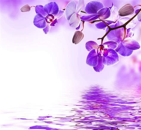 Purple Orchid Wallpaper ·① WallpaperTag