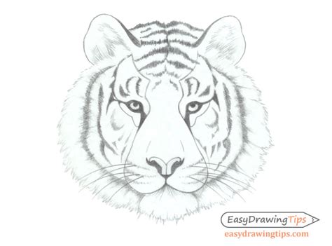 How To Draw A Tiger Head Easy Step By Step