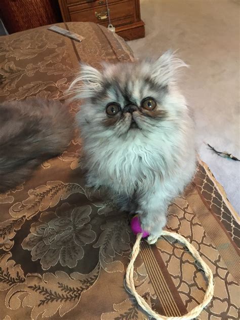 Persian Cats For Sale | Waltham, MA #218719 | Petzlover