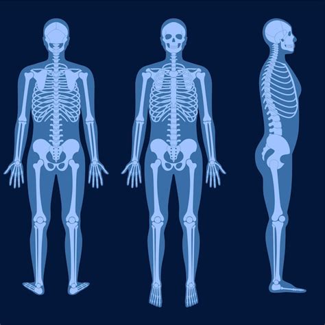 Premium Vector Human Man Skeleton Anatomy In Front Profile And Back